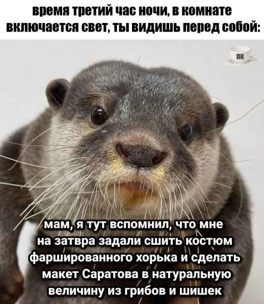 План Кинаки - мемы про выдр и других животных