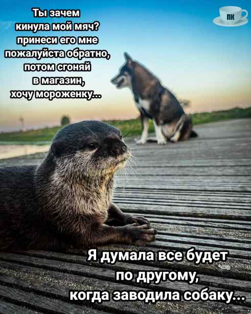 План Кинаки - мемы про выдр и других животных
