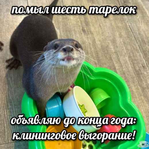 План Кинаки - мемы про выдр и других животных