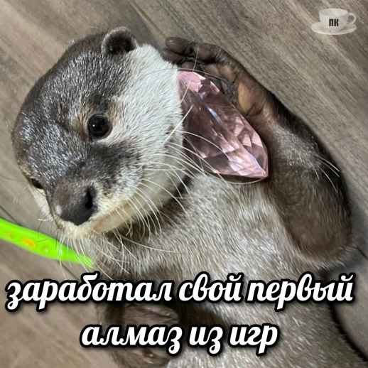 План Кинаки - мемы про выдр и других животных