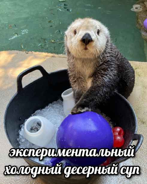 План Кинаки - мемы про выдр и других животных