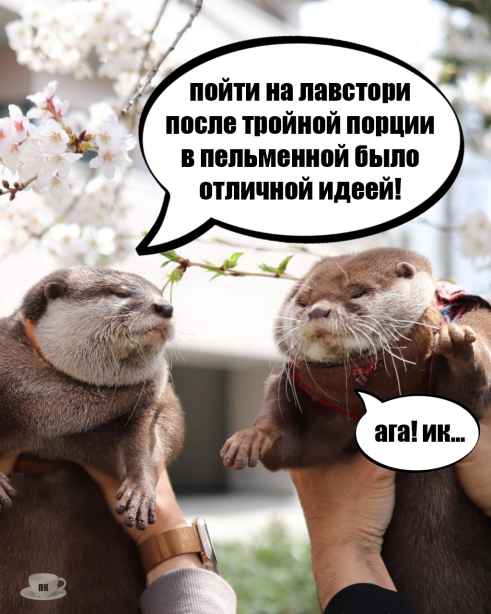 План Кинаки - мемы про выдр и других животных