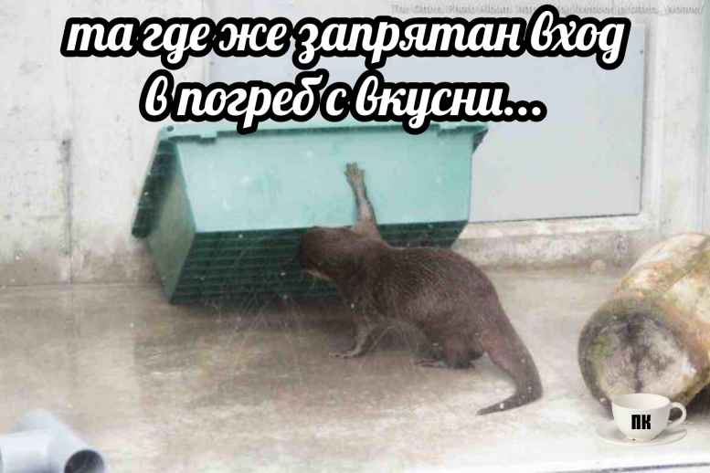 План Кинаки - мемы про выдр и других животных