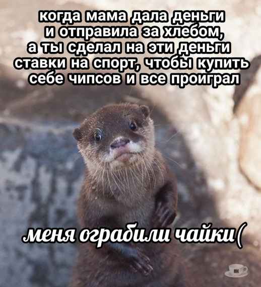 План Кинаки - мемы про выдр и других животных