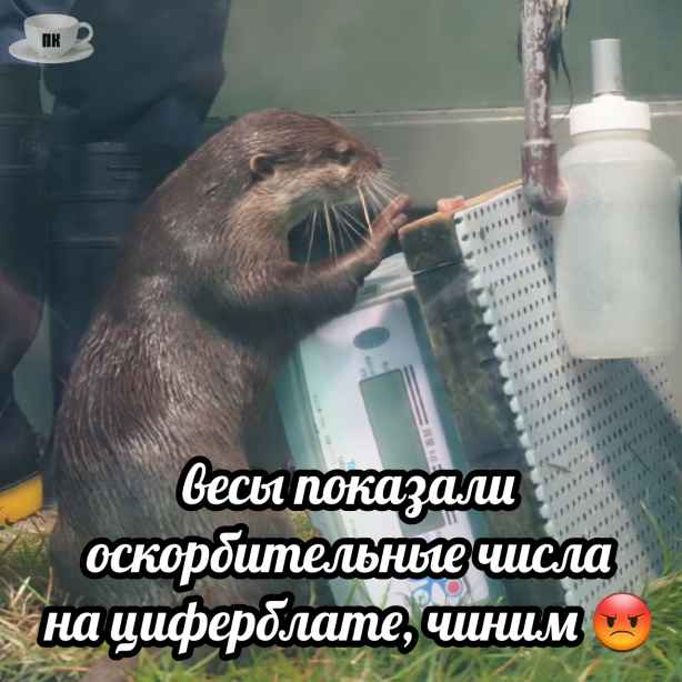 План Кинаки - мемы про выдр и других животных