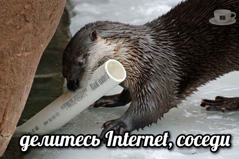 План Кинаки - мемы про выдр и других животных