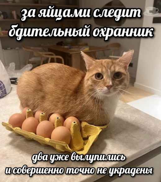 План Кинаки - мемы про выдр и других животных