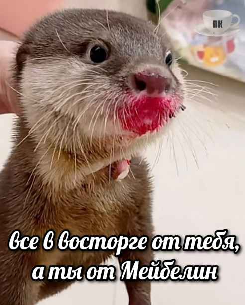 План Кинаки - мемы про выдр и других животных