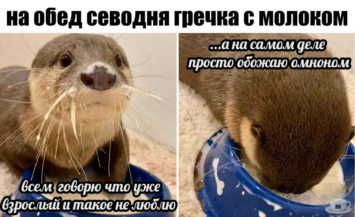 План Кинаки - мемы про выдр и других животных