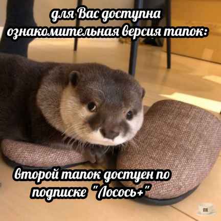 План Кинаки - мемы про выдр и других животных