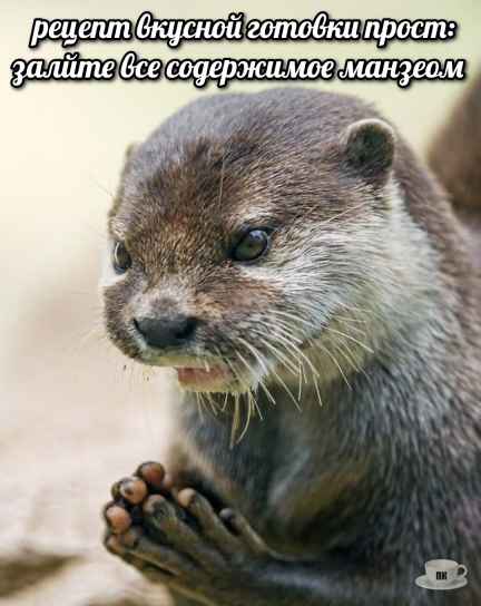 План Кинаки - мемы про выдр и других животных