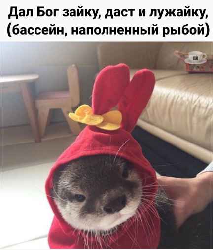 План Кинаки - мемы про выдр и других животных