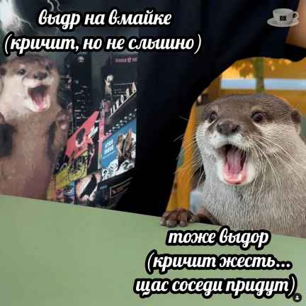 План Кинаки - мемы про выдр и других животных