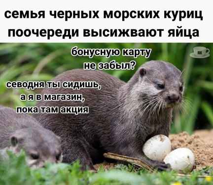 План Кинаки - мемы про выдр и других животных