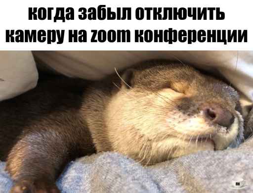 План Кинаки - мемы про выдр и других животных