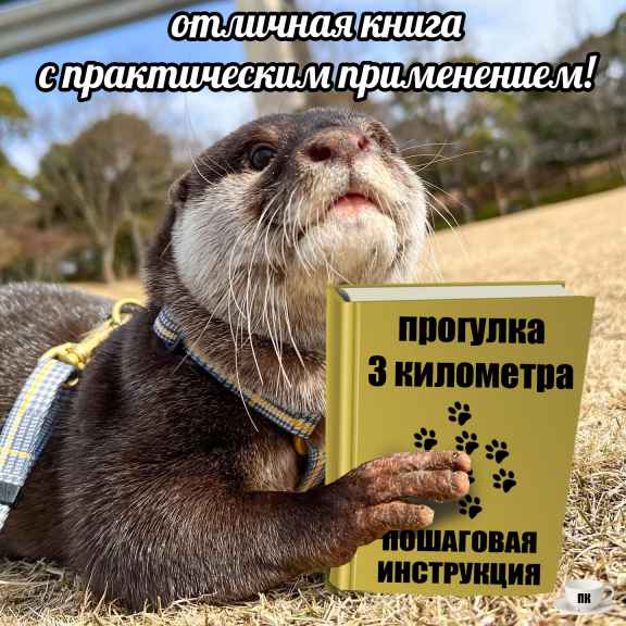 План Кинаки - мемы про выдр и других животных