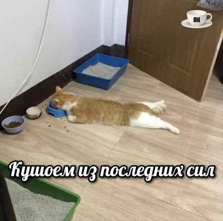 План Кинаки - мемы про выдр и других животных