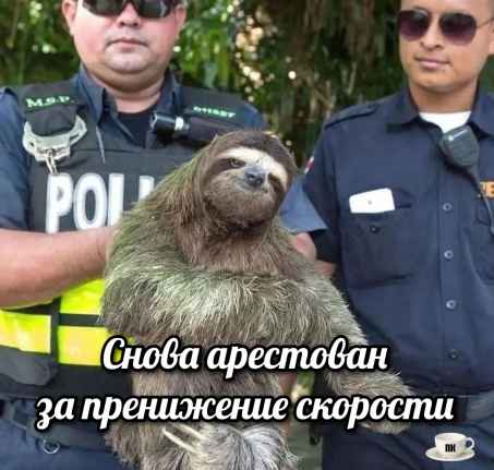 План Кинаки - мемы про выдр и других животных