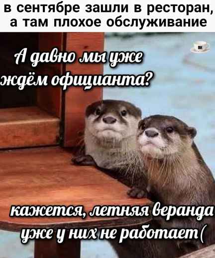 План Кинаки - мемы про выдр и других животных