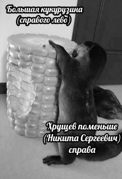 План Кинаки - мемы про выдр и других животных