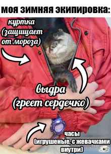 План Кинаки - мемы про выдр и других животных