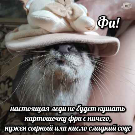 План Кинаки - мемы про выдр и других животных