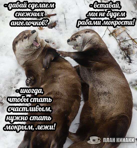 План Кинаки - мемы про выдр и других животных