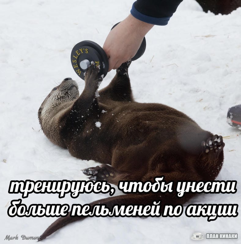 План Кинаки - мемы про выдр и других животных