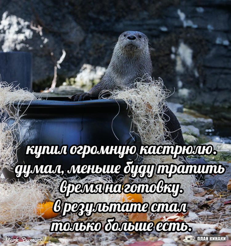 План Кинаки - мемы про выдр и других животных