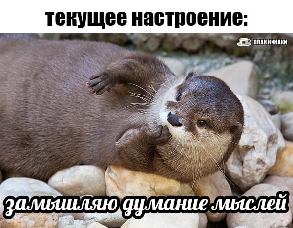 План Кинаки - мемы про выдр и других животных
