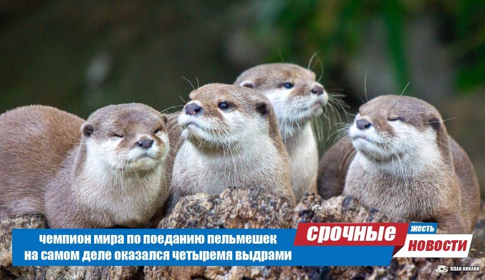 План Кинаки - мемы про выдр и других животных