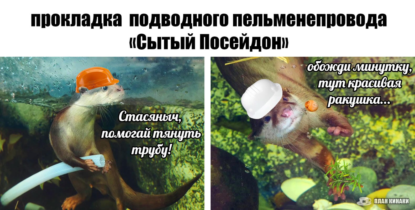 План Кинаки - мемы про выдр и других животных