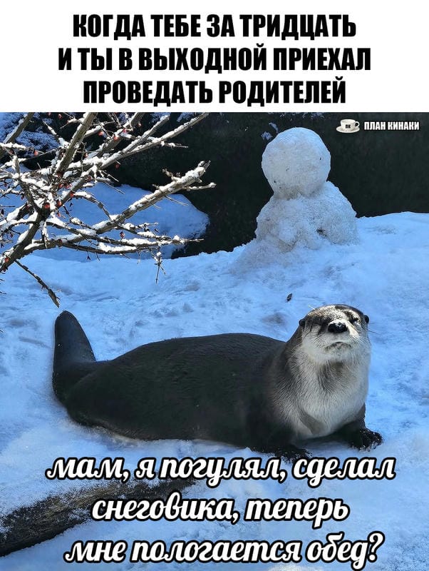 План Кинаки - мемы про выдр и других животных