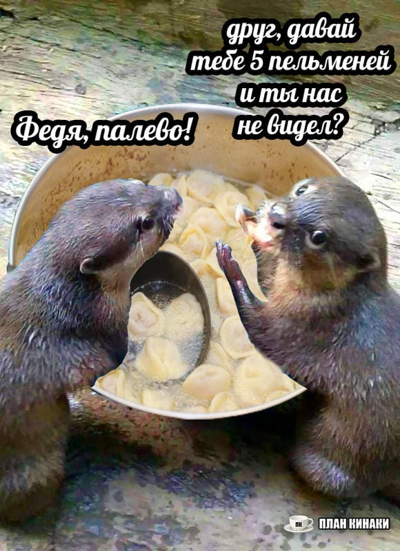 План Кинаки - мемы про выдр и других животных
