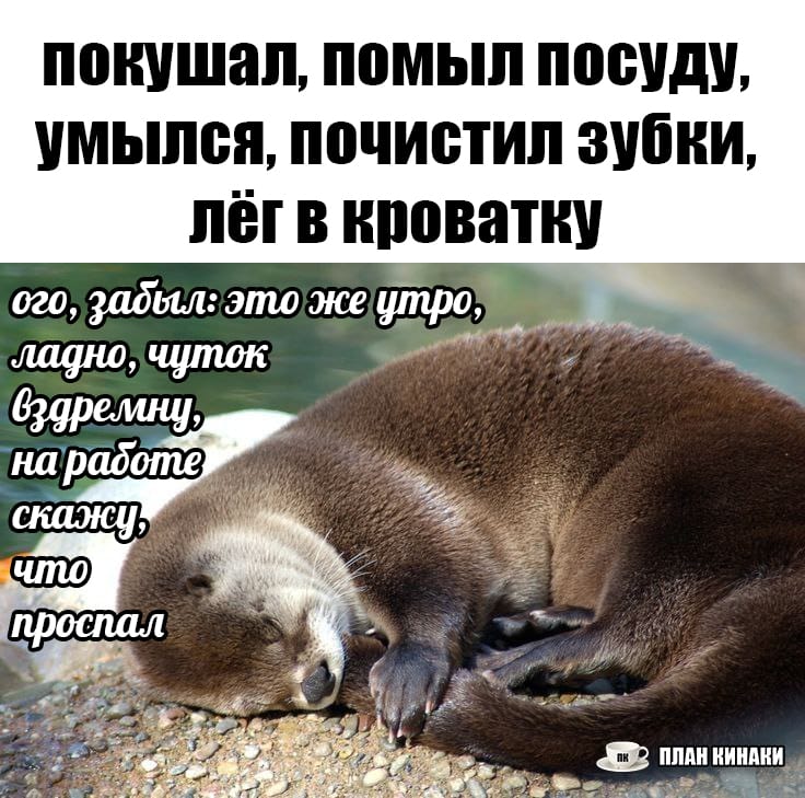 План Кинаки - мемы про выдр и других животных