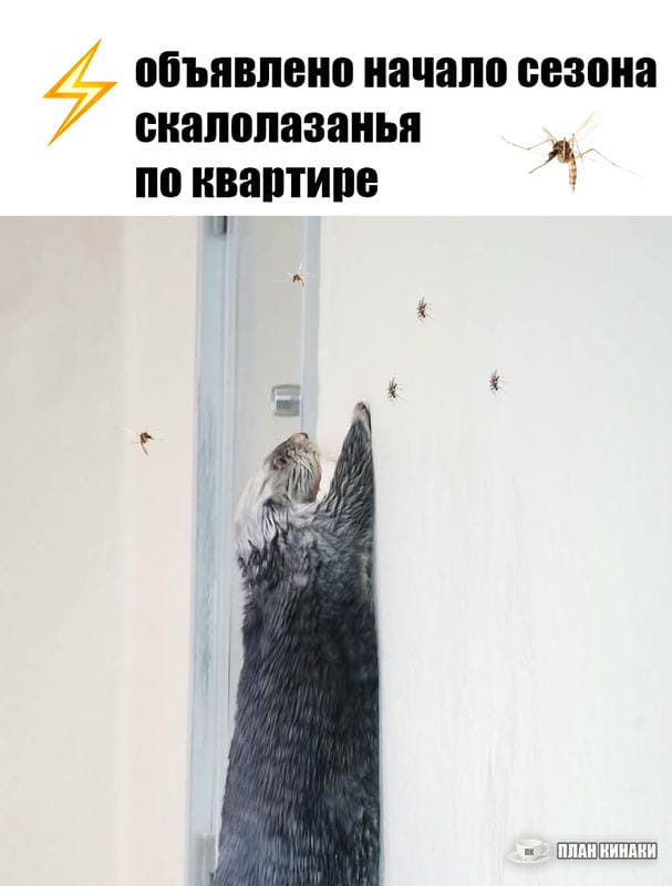 План Кинаки - мемы про выдр и других животных