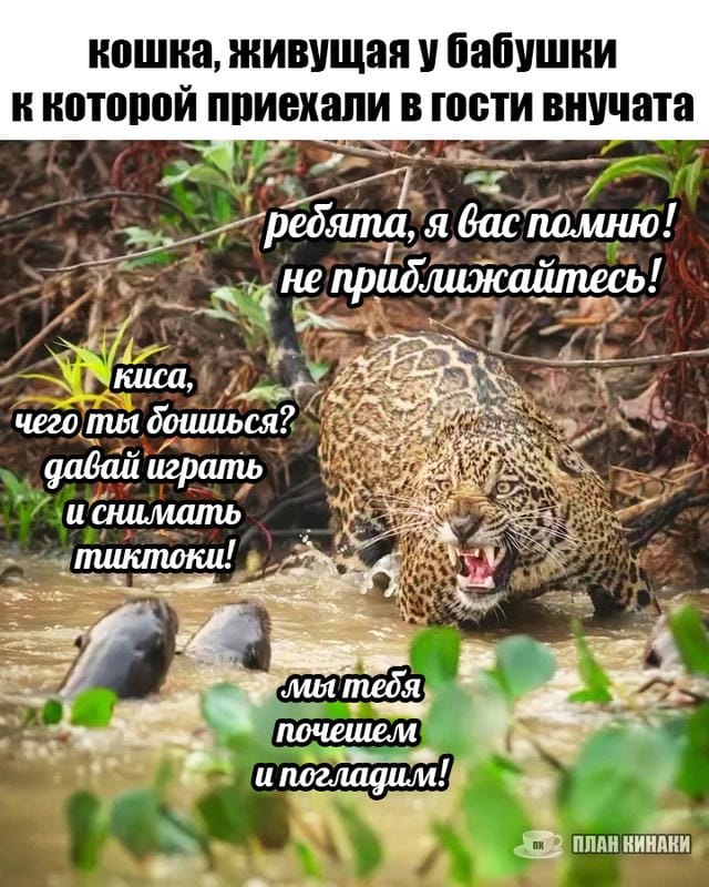 План Кинаки - мемы про выдр и других животных