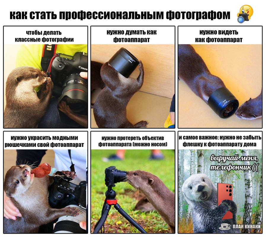 План Кинаки - мемы про выдр и других животных