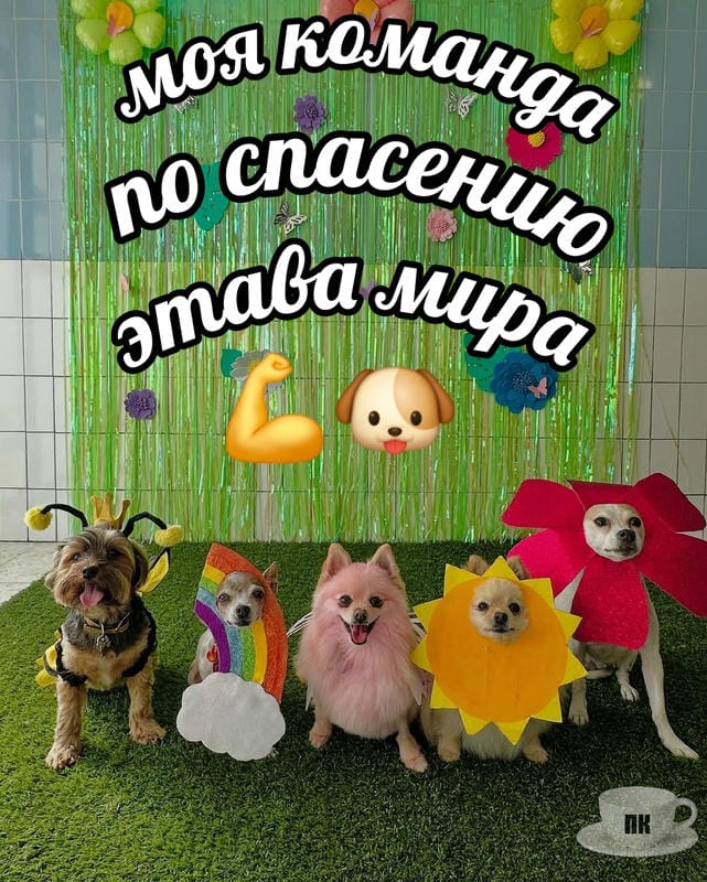 План Кинаки - мемы про выдр и других животных