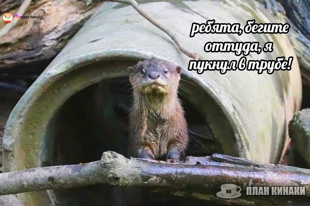 План Кинаки - мемы про выдр и других животных