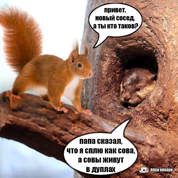 План Кинаки - мемы про выдр и других животных