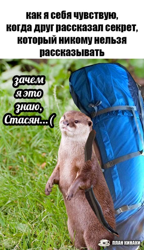 План Кинаки - мемы про выдр и других животных