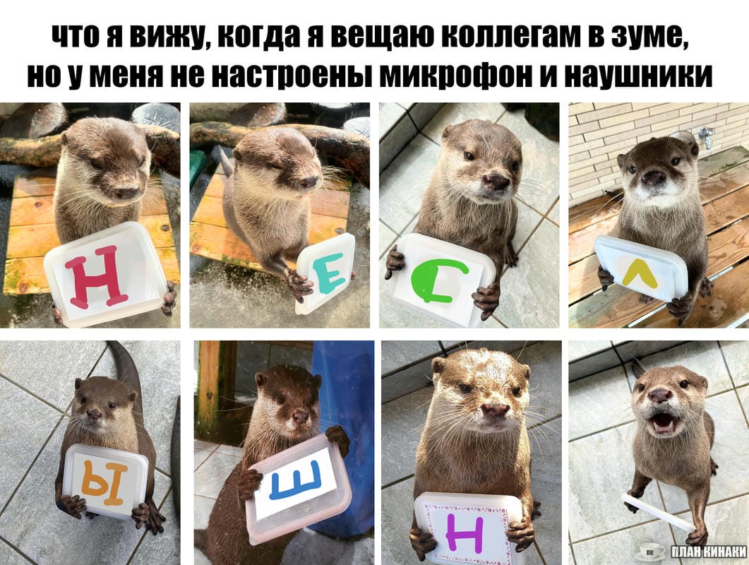 План Кинаки - мемы про выдр и других животных