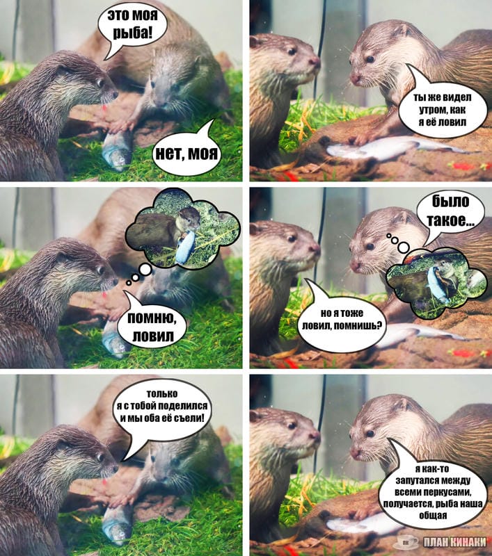 План Кинаки - мемы про выдр и других животных