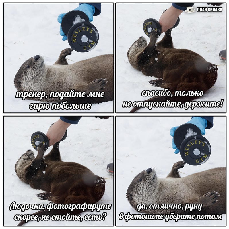 План Кинаки - мемы про выдр и других животных