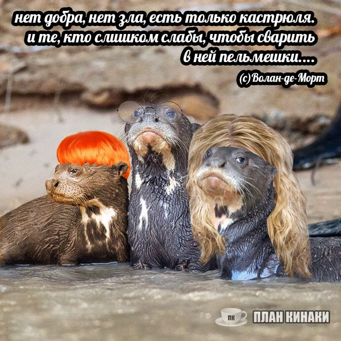 План Кинаки - мемы про выдр и других животных