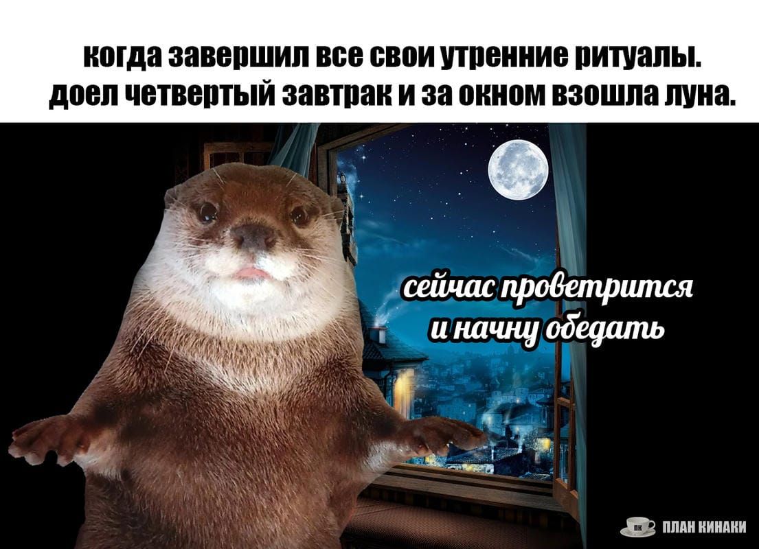 План Кинаки - мемы про выдр и других животных