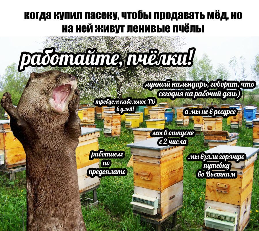 План Кинаки - мемы про выдр и других животных