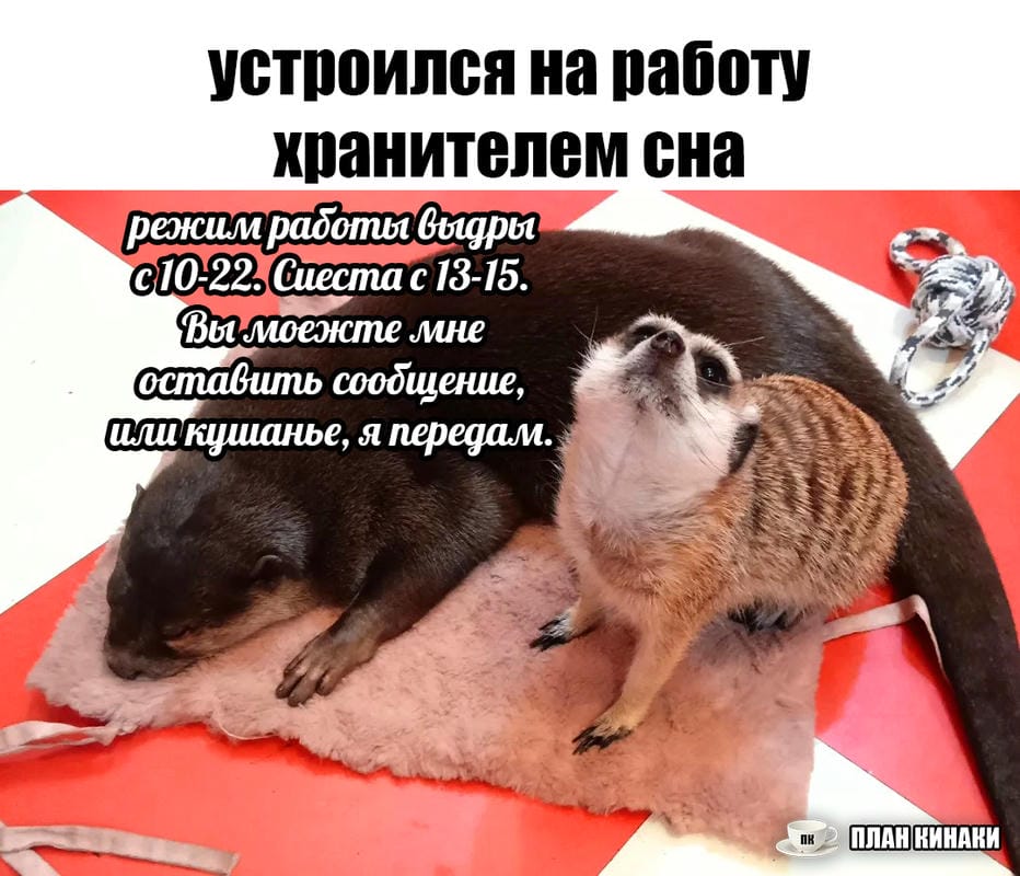 План Кинаки - мемы про выдр и других животных