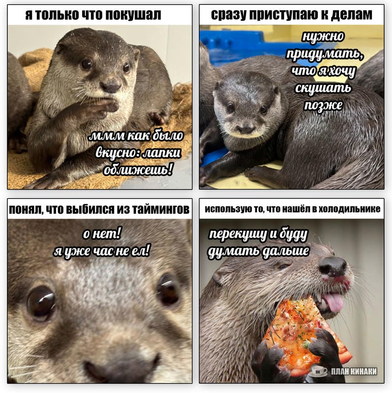 План Кинаки - мемы про выдр и других животных